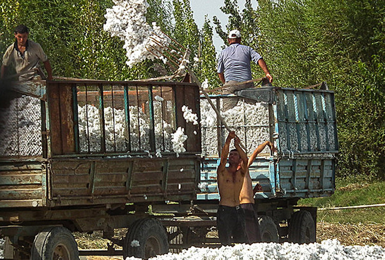 uzbek_cotton_harvest_2013_3