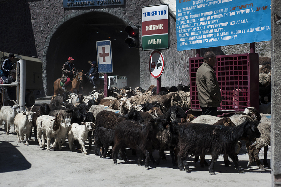 Горный туннель закрыт на час: чабаны переводят стада на летние пастбища.