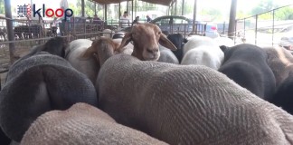 Видео: Как выбрать барана на Орозо айт