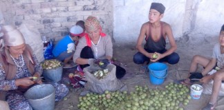 600 сомов за 300 кг: Как село зарабатывает на сборе яблок