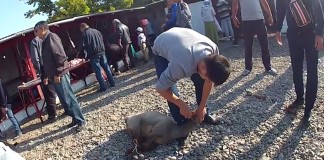 Видео: Как режут овец на Курман айт