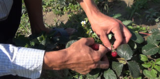 Видео: Как глухонемые друзья зарабатывают на клубнике