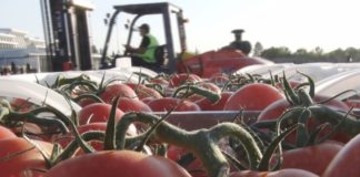 Овощи из Туркменистана продали по рыночным ценам на базарах и в торговых сетях — Союз предпринимателей